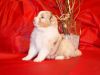 Nazwa pliku=1_Preeminent_Line_puppies_-_2014.JPG
Wielkość pliku=34KiB
Rozmiar=605x459
Data dodania= 06, Styczeń 2014 1_Preeminent_Line_puppies_-_2014.JPG