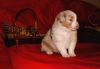 Nazwa pliku=2_Preeminent_Line_puppies_-_2014.JPG
Wielkość pliku=33KiB
Rozmiar=715x499
Data dodania= 06, Styczeń 2014 2_Preeminent_Line_puppies_-_2014.JPG