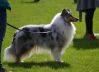 Nazwa pliku=3_CACIB_Wroclaw_2013_Ch_Preeminent_line_Jasika_28Ch_WICANI_ANIESH_ABOVE___Ch_CRYSTAL_CLEAR_DES_BELDONES29.jpg
Wielkość pliku=56KiB
Rozmiar=822x597
Data dodania= 30, Wrzesień 2013 3_CACIB_Wroclaw_2013_Ch_Preeminent_line_Jasika_28Ch_WICANI_ANIESH_ABOVE___Ch_CRYSTAL_CLEAR_DES_BELDONES29.jpg
