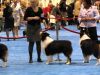 Nazwa pliku=3_Long_Beach_Kennel_Club_-_3_December_2010.JPG
Wielkość pliku=57KiB
Rozmiar=681x511
Data dodania= 24, Styczeń 2011 3_Long_Beach_Kennel_Club_-_3_December_2010.JPG