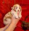 Nazwa pliku=3_Preeminent_Line_puppies_-_2014.JPG
Wielkość pliku=31KiB
Rozmiar=524x555
Data dodania= 06, Styczeń 2014 3_Preeminent_Line_puppies_-_2014.JPG