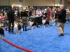 Nazwa pliku=4_Long_Beach_Kennel_Club_-_3_December_2010.JPG
Wielkość pliku=37KiB
Rozmiar=481x361
Data dodania= 24, Styczeń 2011 4_Long_Beach_Kennel_Club_-_3_December_2010.JPG