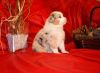 Nazwa pliku=4_Preeminent_Line_puppies_-_2014.JPG
Wielkość pliku=55KiB
Rozmiar=747x551
Data dodania= 06, Styczeń 2014 4_Preeminent_Line_puppies_-_2014.JPG