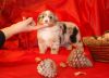 Nazwa pliku=5_Preeminent_Line_puppies_-_2014.JPG
Wielkość pliku=37KiB
Rozmiar=629x459
Data dodania= 06, Styczeń 2014 5_Preeminent_Line_puppies_-_2014.JPG