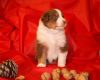 Nazwa pliku=6_Preeminent_Line_puppies_-_2014.JPG
Wielkość pliku=30KiB
Rozmiar=597x480
Data dodania= 06, Styczeń 2014 6_Preeminent_Line_puppies_-_2014.JPG