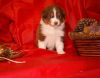 Nazwa pliku=7_Preeminent_Line_puppies_-_2014.JPG
Wielkość pliku=31KiB
Rozmiar=582x459
Data dodania= 06, Styczeń 2014 7_Preeminent_Line_puppies_-_2014.JPG
