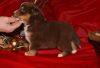 Nazwa pliku=8_Preeminent_Line_puppies_-_2014.JPG
Wielkość pliku=37KiB
Rozmiar=687x473
Data dodania= 06, Styczeń 2014 8_Preeminent_Line_puppies_-_2014.JPG