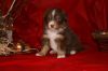 Nazwa pliku=9_Preeminent_Line_puppies_-_2014.JPG
Wielkość pliku=35KiB
Rozmiar=689x459
Data dodania= 06, Styczeń 2014 9_Preeminent_Line_puppies_-_2014.JPG