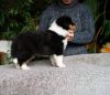 Nazwa pliku=AZURA___WERTER_-1_male-_4_weeks_old2C2C2C.JPG
Wielkość pliku=44KiB
Rozmiar=552x480
Data dodania= 08, Listopad 2012 AZURA___WERTER_-1_male-_4_weeks_old2C2C2C.JPG