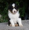 Nazwa pliku=AZURA___WERTER_-2_male-_4_weeks_old_.JPG
Wielkość pliku=57KiB
Rozmiar=682x700
Data dodania= 06, Listopad 2012 AZURA___WERTER_-2_male-_4_weeks_old_.JPG
