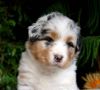 Nazwa pliku=AZURA___WERTER_-female-_4_weeks_old_.JPG
Wielkość pliku=29KiB
Rozmiar=575x518
Data dodania= 06, Listopad 2012 AZURA___WERTER_-female-_4_weeks_old_.JPG