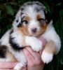 Nazwa pliku=AZURA___WERTER_-puppies_-_3_weeks_old_.JPG
Wielkość pliku=36KiB
Rozmiar=483x531
Data dodania= 30, Październik 2012 AZURA___WERTER_-puppies_-_3_weeks_old_.JPG