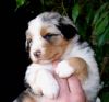 Nazwa pliku=AZURA___WERTER_-puppies_-_3_weeks_old__.JPG
Wielkość pliku=26KiB
Rozmiar=486x452
Data dodania= 30, Październik 2012 AZURA___WERTER_-puppies_-_3_weeks_old__.JPG