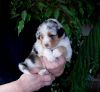 Nazwa pliku=AZURA___WERTER_-puppies_-_3_weeks_old___.JPG
Wielkość pliku=46KiB
Rozmiar=623x579
Data dodania= 30, Październik 2012 AZURA___WERTER_-puppies_-_3_weeks_old___.JPG