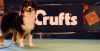 Nazwa pliku=CRUFTS_2014JUDGE_ANGIE_CHALLENGER2C_PREEMINENT_LINE_NEW_JERSEY2CJUNIOR_BITCH_1ST.jpg
Wielkość pliku=66KiB
Rozmiar=960x497
Data dodania= 16, Marzec 2014 CRUFTS_2014JUDGE_ANGIE_CHALLENGER2C_PREEMINENT_LINE_NEW_JERSEY2CJUNIOR_BITCH_1ST.jpg