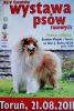 Nazwa pliku=Dog_Show_Torun__.JPG
Wielkość pliku=42KiB
Rozmiar=351x520
Data dodania= 27, Lipiec 2011 Dog_Show_Torun__.JPG