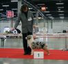 Nazwa pliku=LEGACY_S_SASSY_AND_CLASSY__-__Sassy___USA-CACIB_Show_in_Kielce_-___BEST_PUPPY_IN_BREED___-_1st_VERY_PROMISING21.JPG
Wielkość pliku=76KiB
Rozmiar=490x459
Data dodania= 14, Listopad 2012 LEGACY_S_SASSY_AND_CLASSY__-__Sassy___USA-CACIB_Show_in_Kielce_-___BEST_PUPPY_IN_BREED___-_1st_VERY_PROMISING21.JPG