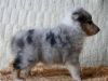 Nazwa pliku=Nr_1Preeminent_Line-_blue_merle_bitch_-6_weeks_old_-_RESERWET_-_suczka_blue_merle_-_ZAREZERWOWANA_.JPG
Wielkość pliku=49KiB
Rozmiar=620x465
Data dodania= 02, Kwiecień 2011 Nr_1Preeminent_Line-_blue_merle_bitch_-6_weeks_old_-_RESERWET_-_suczka_blue_merle_-_ZAREZERWOWANA_.JPG