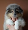 Nazwa pliku=Nr_1_Preeminent_Line-_blue_merle_bitch-_6_weeks_old_-_RESERWET-suczka_blue_merle_-_ZAREZERWOWANA.jpg
Wielkość pliku=23KiB
Rozmiar=459x501
Data dodania= 02, Kwiecień 2011 Nr_1_Preeminent_Line-_blue_merle_bitch-_6_weeks_old_-_RESERWET-suczka_blue_merle_-_ZAREZERWOWANA.jpg