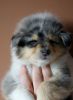 Nazwa pliku=Nr_2_Preeminent_Line-_blue_merle_bitch-_6_weeks_old_-_RESERWET-suczka_blue_merle_-_ZAREZERWOWANA.JPG
Wielkość pliku=24KiB
Rozmiar=369x501
Data dodania= 02, Kwiecień 2011 Nr_2_Preeminent_Line-_blue_merle_bitch-_6_weeks_old_-_RESERWET-suczka_blue_merle_-_ZAREZERWOWANA.JPG