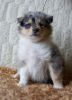 Nazwa pliku=Nr_2_Preeminent_Line-_blue_merle_bitch-_6_weeks_old_-_RESERWET-suczka_blue_merle_-_ZAREZERWOWANA_.JPG
Wielkość pliku=38KiB
Rozmiar=430x590
Data dodania= 02, Kwiecień 2011 Nr_2_Preeminent_Line-_blue_merle_bitch-_6_weeks_old_-_RESERWET-suczka_blue_merle_-_ZAREZERWOWANA_.JPG