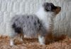 Nazwa pliku=Nr_2_Preeminent_Line-_blue_merle_bitch-_6_weeks_old_-_RESERWET-suczka_blue_merle_-_ZAREZERWOWANA__.JPG
Wielkość pliku=52KiB
Rozmiar=654x459
Data dodania= 02, Kwiecień 2011 Nr_2_Preeminent_Line-_blue_merle_bitch-_6_weeks_old_-_RESERWET-suczka_blue_merle_-_ZAREZERWOWANA__.JPG