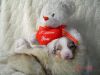 Nazwa pliku=Nr_2_dog_-_2_weeks_old.JPG
Wielkość pliku=42KiB
Rozmiar=553x415
Data dodania= 28, Marzec 2011 Nr_2_dog_-_2_weeks_old.JPG