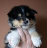Nazwa pliku=Nr_3_Preeminent_Line-_black_tricolor_bitch_-_6_weeks_old_-_RESERWET-_-_ZAREZERWOWANA.jpg
Wielkość pliku=19KiB
Rozmiar=438x456
Data dodania= 02, Kwiecień 2011 Nr_3_Preeminent_Line-_black_tricolor_bitch_-_6_weeks_old_-_RESERWET-_-_ZAREZERWOWANA.jpg