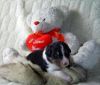 Nazwa pliku=Nr_4_dog_-_2_weeks_old.JPG
Wielkość pliku=21KiB
Rozmiar=391x334
Data dodania= 28, Marzec 2011 Nr_4_dog_-_2_weeks_old.JPG
