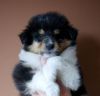 Nazwa pliku=Nr_6_Preeminent_Line_dog_black_tricolor_6_weeks_old_-_AVAILABLE_-_dog_black_tricolor_-_DOSTEPNY.jpg
Wielkość pliku=18KiB
Rozmiar=435x418
Data dodania= 02, Kwiecień 2011 Nr_6_Preeminent_Line_dog_black_tricolor_6_weeks_old_-_AVAILABLE_-_dog_black_tricolor_-_DOSTEPNY.jpg