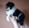 Nazwa pliku=Nr_6_Preeminent_Line_dog_black_tricolor_6_weeks_old_-_AVAILABLE_-_dog_black_tricolor_-_DOSTEPNY__.jpg
Wielkość pliku=19KiB
Rozmiar=480x459
Data dodania= 02, Kwiecień 2011 Nr_6_Preeminent_Line_dog_black_tricolor_6_weeks_old_-_AVAILABLE_-_dog_black_tricolor_-_DOSTEPNY__.jpg