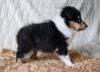 Nazwa pliku=Nr_6_Preeminent_Line_dog_black_tricolor_6_weeks_old_-_AVAILABLE_-_dog_black_tricolor_-_DOSTEPNY~0.jpg
Wielkość pliku=31KiB
Rozmiar=535x387
Data dodania= 02, Kwiecień 2011 Nr_6_Preeminent_Line_dog_black_tricolor_6_weeks_old_-_AVAILABLE_-_dog_black_tricolor_-_DOSTEPNY~0.jpg