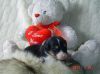 Nazwa pliku=Nr_dog_5_-_2_weeks_old.JPG
Wielkość pliku=32KiB
Rozmiar=518x388
Data dodania= 28, Marzec 2011 Nr_dog_5_-_2_weeks_old.JPG