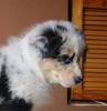 Nazwa pliku=Number_2_blue_merle_female_short_tail_.JPG
Wielkość pliku=30KiB
Rozmiar=505x520
Data dodania= 28, Listopad 2012 Number_2_blue_merle_female_short_tail_.JPG