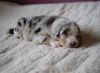 Nazwa pliku=Preeminent_Line_-_blue_merle_-_female.JPG
Wielkość pliku=89KiB
Rozmiar=663x489
Data dodania= 19, Maj 2015 Preeminent_Line_-_blue_merle_-_female.JPG