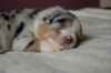 Nazwa pliku=Preeminent_Line_-_blue_merle_-_female__.JPG
Wielkość pliku=69KiB
Rozmiar=735x489
Data dodania= 19, Maj 2015 Preeminent_Line_-_blue_merle_-_female__.JPG