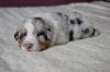 Nazwa pliku=Preeminent_Line_-_blue_merle_-_male.JPG
Wielkość pliku=113KiB
Rozmiar=735x489
Data dodania= 19, Maj 2015 Preeminent_Line_-_blue_merle_-_male.JPG