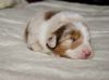 Nazwa pliku=Preeminent_Line_-_red_merle_-_female.JPG
Wielkość pliku=66KiB
Rozmiar=656x489
Data dodania= 19, Maj 2015 Preeminent_Line_-_red_merle_-_female.JPG