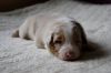 Nazwa pliku=Preeminent_Line_-_red_merle_-_male_.JPG
Wielkość pliku=94KiB
Rozmiar=781x520
Data dodania= 19, Maj 2015 Preeminent_Line_-_red_merle_-_male_.JPG