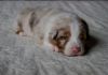 Nazwa pliku=Preeminent_Line_-_red_merle_-_male__.JPG
Wielkość pliku=83KiB
Rozmiar=696x492
Data dodania= 19, Maj 2015 Preeminent_Line_-_red_merle_-_male__.JPG