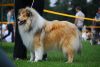 Nazwa pliku=Preeminent_Line_HER_HEIGHT_ABIGAIL_-_junior_class_-_Excellent_I2C_CAC2C_BEST_JUNIOR_IN_BREED_.jpg
Wielkość pliku=162KiB
Rozmiar=600x402
Data dodania= 19, Lipiec 2011 Preeminent_Line_HER_HEIGHT_ABIGAIL_-_junior_class_-_Excellent_I2C_CAC2C_BEST_JUNIOR_IN_BREED_.jpg