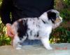 Nazwa pliku=Preeminent_Line_INDIANA_-__5_weeks_old___.JPG
Wielkość pliku=35KiB
Rozmiar=607x478
Data dodania= 23, Luty 2011 Preeminent_Line_INDIANA_-__5_weeks_old___.JPG