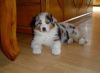 Nazwa pliku=Preeminent_Line_INDIANA_-__6_weeks_old.JPG
Wielkość pliku=26KiB
Rozmiar=627x462
Data dodania= 27, Luty 2011 Preeminent_Line_INDIANA_-__6_weeks_old.JPG