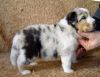 Nazwa pliku=Preeminent_Line_INDIANA__3_weeks_old.JPG
Wielkość pliku=40KiB
Rozmiar=612x473
Data dodania= 06, Luty 2011 Preeminent_Line_INDIANA__3_weeks_old.JPG