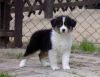 Nazwa pliku=Preeminent_Line_Kalifornia_-_7_weeks_old_.JPG
Wielkość pliku=36KiB
Rozmiar=553x426
Data dodania= 06, Maj 2011 Preeminent_Line_Kalifornia_-_7_weeks_old_.JPG