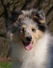 Nazwa pliku=Preeminent_Line_SILVER_DREAM_-_female-3_month_old_28Ch_Wicani_ANIESH_ABOVE_AND_BEYOND_-_GB_and_Ch_CRYSTAL_CLEAR_des_Beldones_-_F29.jpg
Wielkość pliku=27KiB
Rozmiar=447x567
Data dodania= 06, Maj 2014 Preeminent_Line_SILVER_DREAM_-_female-3_month_old_28Ch_Wicani_ANIESH_ABOVE_AND_BEYOND_-_GB_and_Ch_CRYSTAL_CLEAR_des_Beldones_-_F29.jpg