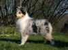 Nazwa pliku=Preeminent_Line_SILVER_DREAM_-_female-3_month_old_28Ch_Wicani_ANIESH_ABOVE_AND_BEYOND_-_GB_and_Ch_CRYSTAL_CLEAR_des_Beldones_-_F292C2C.jpg
Wielkość pliku=74KiB
Rozmiar=742x551
Data dodania= 06, Maj 2014 Preeminent_Line_SILVER_DREAM_-_female-3_month_old_28Ch_Wicani_ANIESH_ABOVE_AND_BEYOND_-_GB_and_Ch_CRYSTAL_CLEAR_des_Beldones_-_F292C2C.jpg