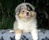 Nazwa pliku=Preeminent_Line_SNOW_PRINCE-6_weeks_old_.JPG
Wielkość pliku=54KiB
Rozmiar=655x540
Data dodania= 12, Luty 2014 Preeminent_Line_SNOW_PRINCE-6_weeks_old_.JPG