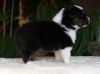 Nazwa pliku=Preeminent_Line_black_tri_male_nr_12C.JPG
Wielkość pliku=37KiB
Rozmiar=725x538
Data dodania= 05, Czerwiec 2014 Preeminent_Line_black_tri_male_nr_12C.JPG