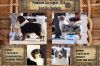 Nazwa pliku=Preeminent_Line_puppies_-_2014_Australian_Shepherds.JPG
Wielkość pliku=187KiB
Rozmiar=615x412
Data dodania= 05, Maj 2014 Preeminent_Line_puppies_-_2014_Australian_Shepherds.JPG